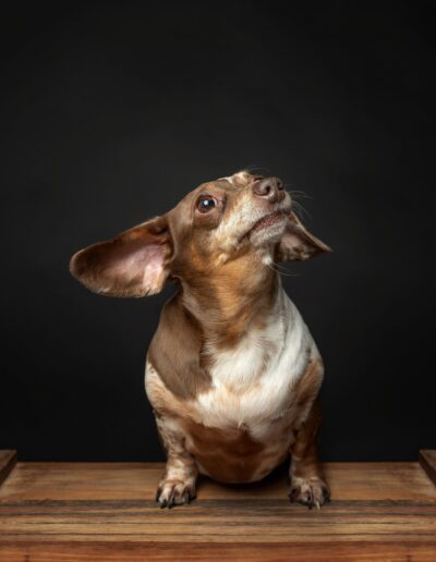 Chocolate dapple dachshund on a wooden crate with one ear flying up, dog portrait on black