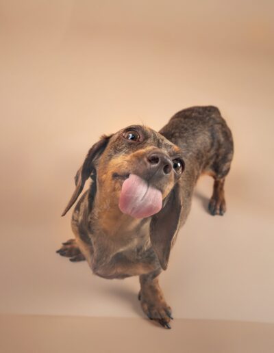 Dapple dachshund looking up at the camera with its tongue out, playful dog photography