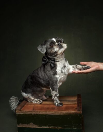 Black and white dog in a bow tie on a wooden crate giving its paw to its owner's hand
