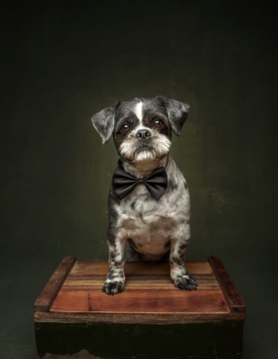 Small black and white dog wearing a black bow tie, sitting on a wooden crate, fine art pet portrait