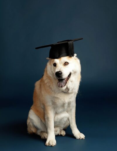 Akita cross dog wearing a graduation cap with tongue out against a navy blue backdrop, fun pet portrait at EvaGud Photography in Barking