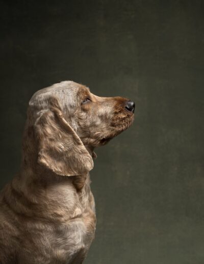 Wavy-coated dog in side profile against a painterly olive backdrop, fine art dog portrait