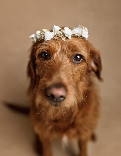 Red wire-haired dog wearing a white flower crown, close-up studio pet portrait