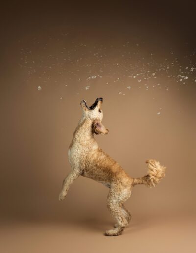 Goldendoodle leaping on its hind legs to catch bubbles against a warm tan backdrop