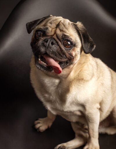 Fawn pug with tongue out sitting on a black chair, fine art dog portrait in East London