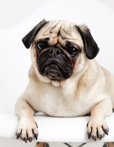 Fawn pug lying on a white modern chair, bright minimal pet portrait