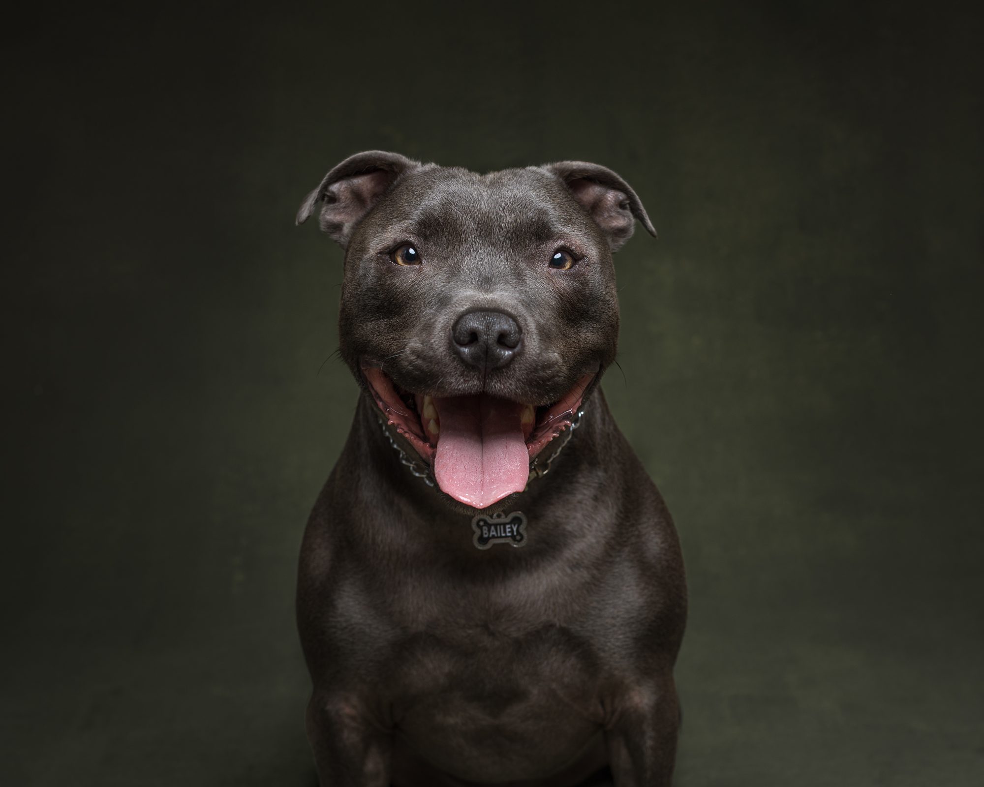 Smiling blue Staffordshire Bull Terrier portrait on a dark olive backdrop at EvaGud Photography studio in Barking