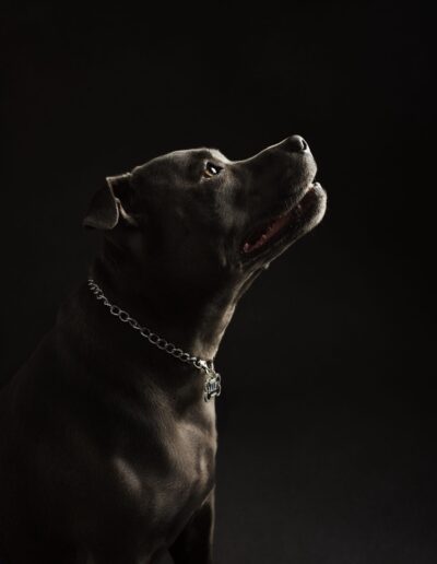 Blue Staffie looking up in profile with a chain collar and name tag, low-key fine art dog portrait