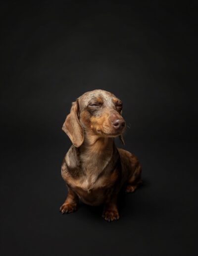 Dapple dachshund winking at the camera, sitting on a black studio backdrop